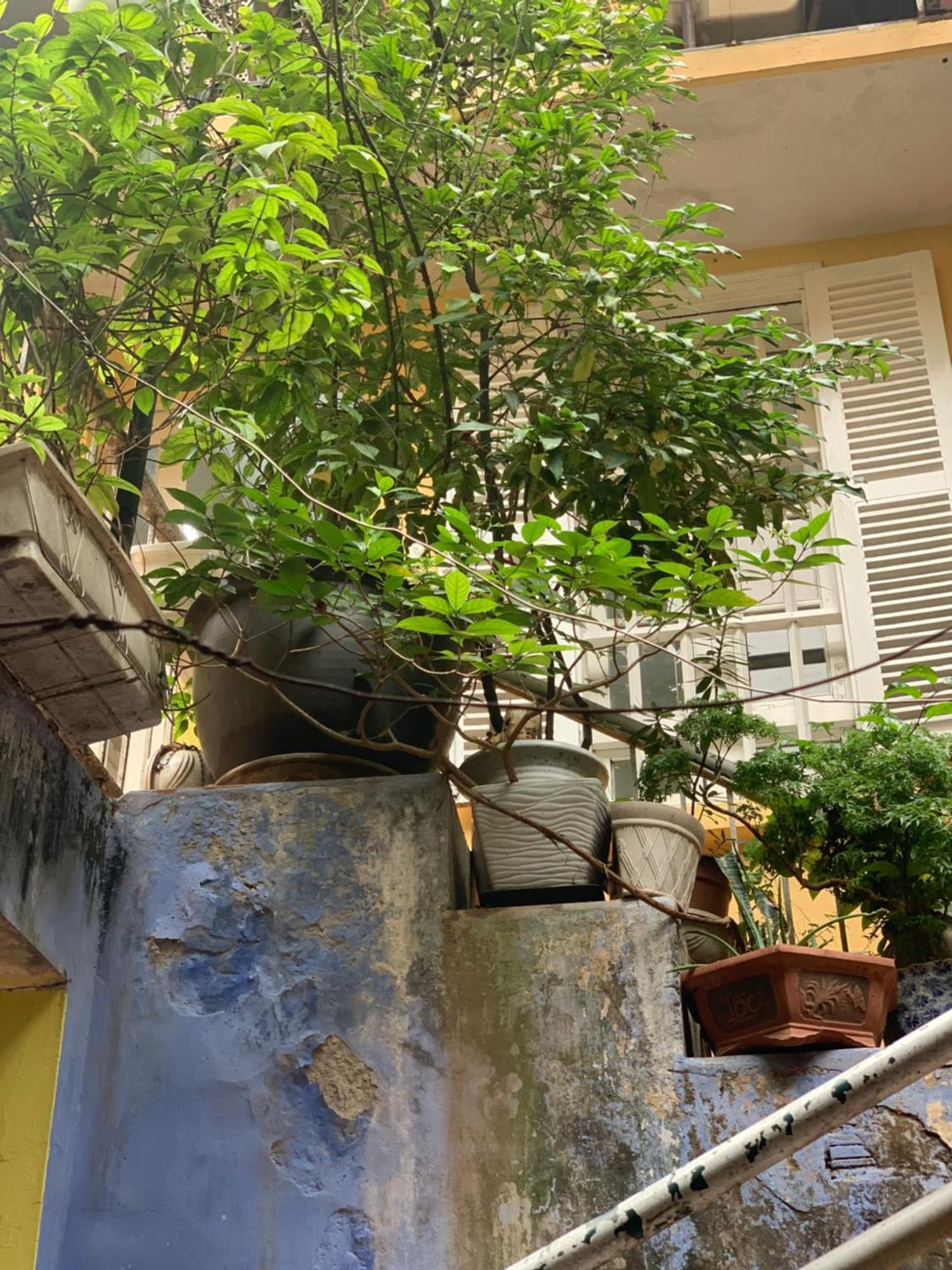 Charmcham House Daire Hanoi Dış mekan fotoğraf